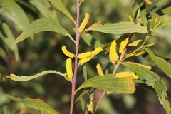 Acacia cowleana