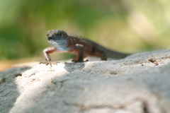 Algyroides nigropunctatus