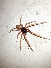 Dysderidae