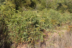 Acacia cowleana