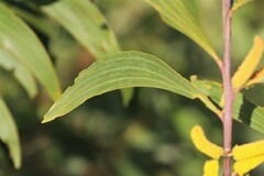 Acacia cowleana