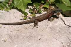 Algyroides nigropunctatus