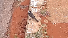 Sporophila