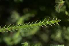 Struthiola striata