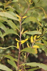 Acacia cowleana