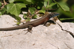 Algyroides nigropunctatus