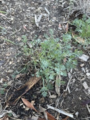 Lepidium didymum