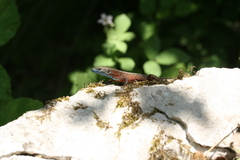 Algyroides nigropunctatus