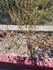 Amaranthus powellii