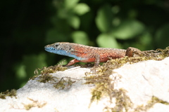 Algyroides nigropunctatus