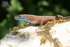 Algyroides nigropunctatus