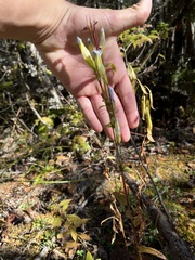 Gentianopsis