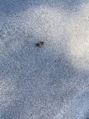 Apis mellifera