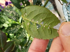 Cladius pectinicornis