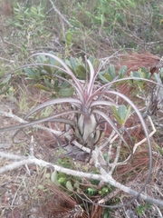 Tillandsia balbisiana