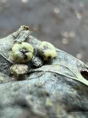 Pachypsylla celtidismamma