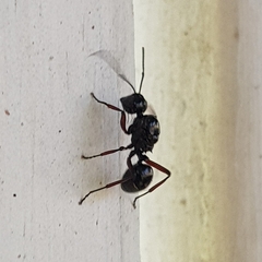 Polyrhachis australis