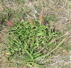 Asclepias asperula