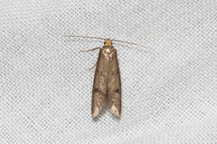 Pseudatemelia josephinae