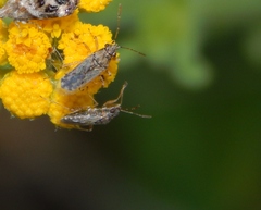 Nysius