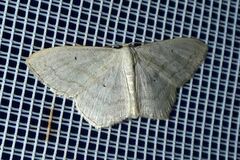Scopula nigropunctata