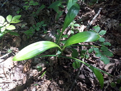 Allium ochotense