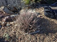 Eriogonum fasciculatum polifolium