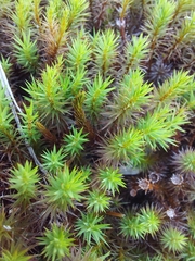 Polytrichum strictum