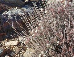 Eriogonum fasciculatum polifolium