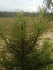 Pinus caribaea