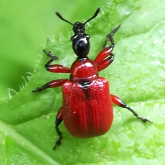 Apoderus coryli