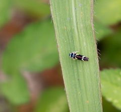 Macugonalia leucomelas
