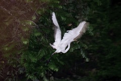 Ardea alba modesta