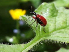 Apoderus coryli