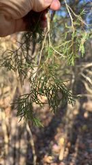 Juniperus virginiana