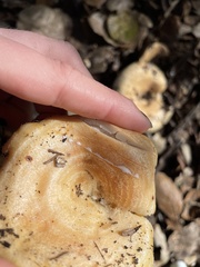 Lactarius alnicola