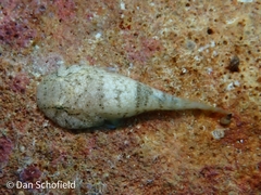 Gobiesox punctulatus