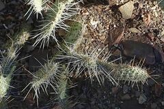 Opuntia polyacantha erinacea