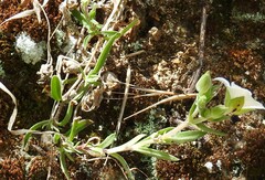 Arenaria montana