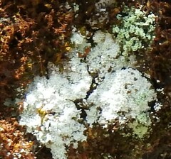 Leprocaulaceae