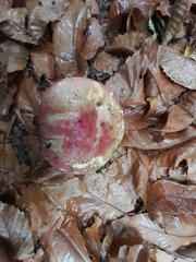 Butyriboletus pseudoregius