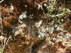 Arenaria montana