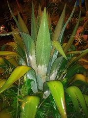 Agave inaequidens