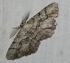 Cymatophora approximaria