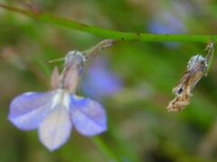 Lobelia linearis