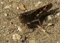 Hippiscus ocelote