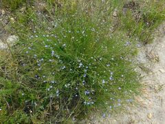 Lobelia linearis