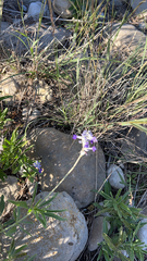 Salvia farinacea