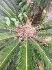 Cycas