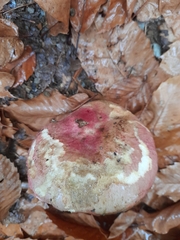 Butyriboletus pseudoregius